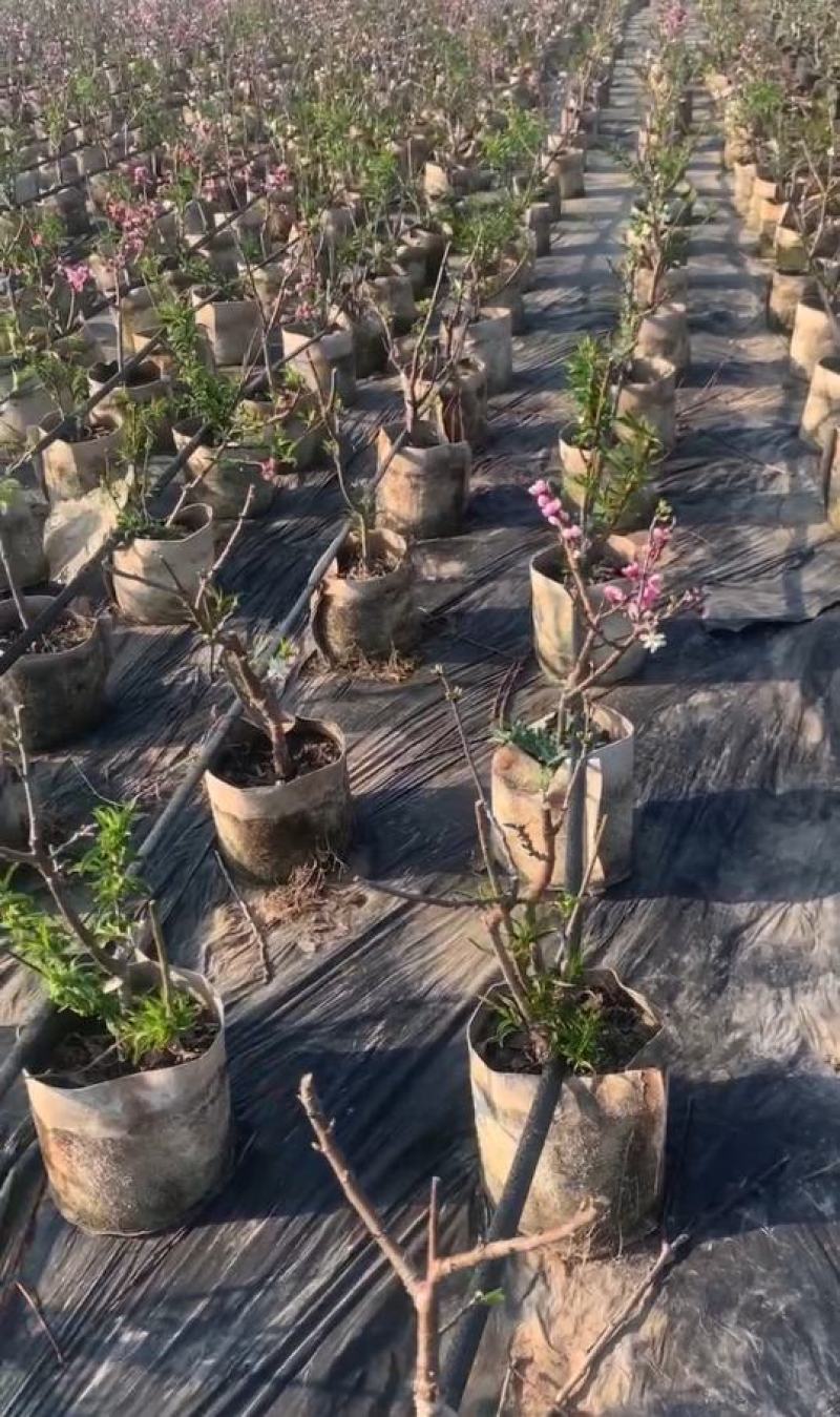 西梅盆栽黑桃盆栽，全国发货，基地直供，量大从优