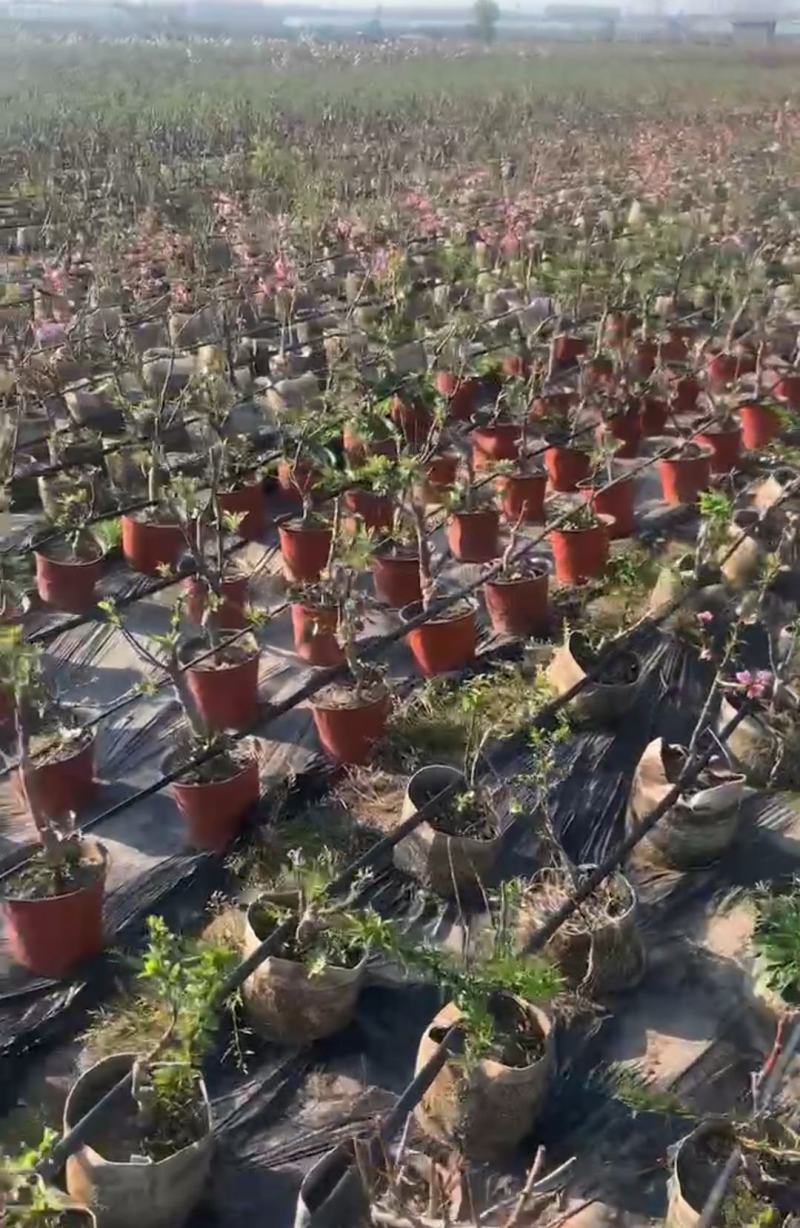 西梅盆栽黑桃盆栽，全国发货，基地直供，量大从优
