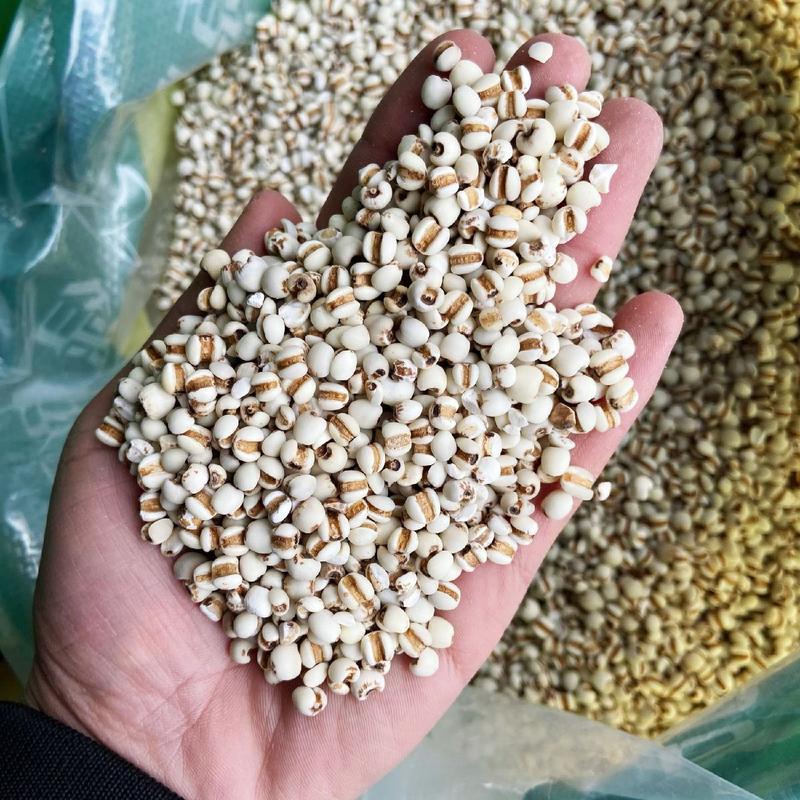 批发现货薏米仁贵州薏米优质产区直接供应代餐粉原料