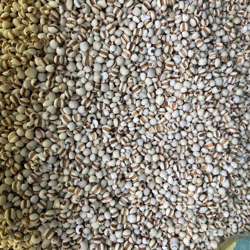 批发现货薏米仁贵州薏米优质产区直接供应代餐粉原料