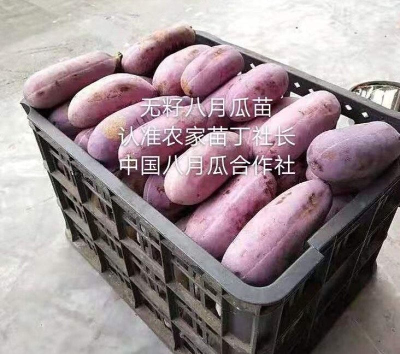 八月瓜苗合作社无籽八月瓜苗改良无籽苗