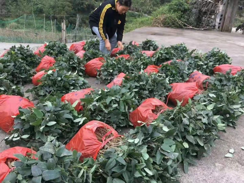 八月瓜苗合作社无籽八月瓜苗改良无籽苗