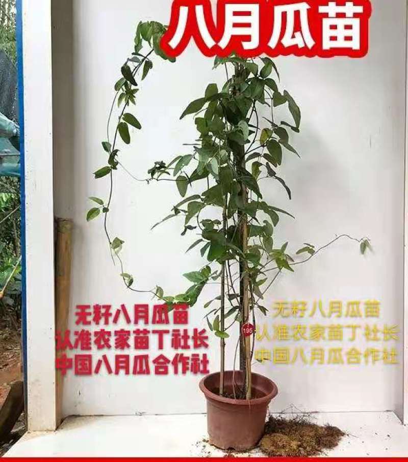 八月瓜苗合作社无籽八月瓜苗改良无籽苗