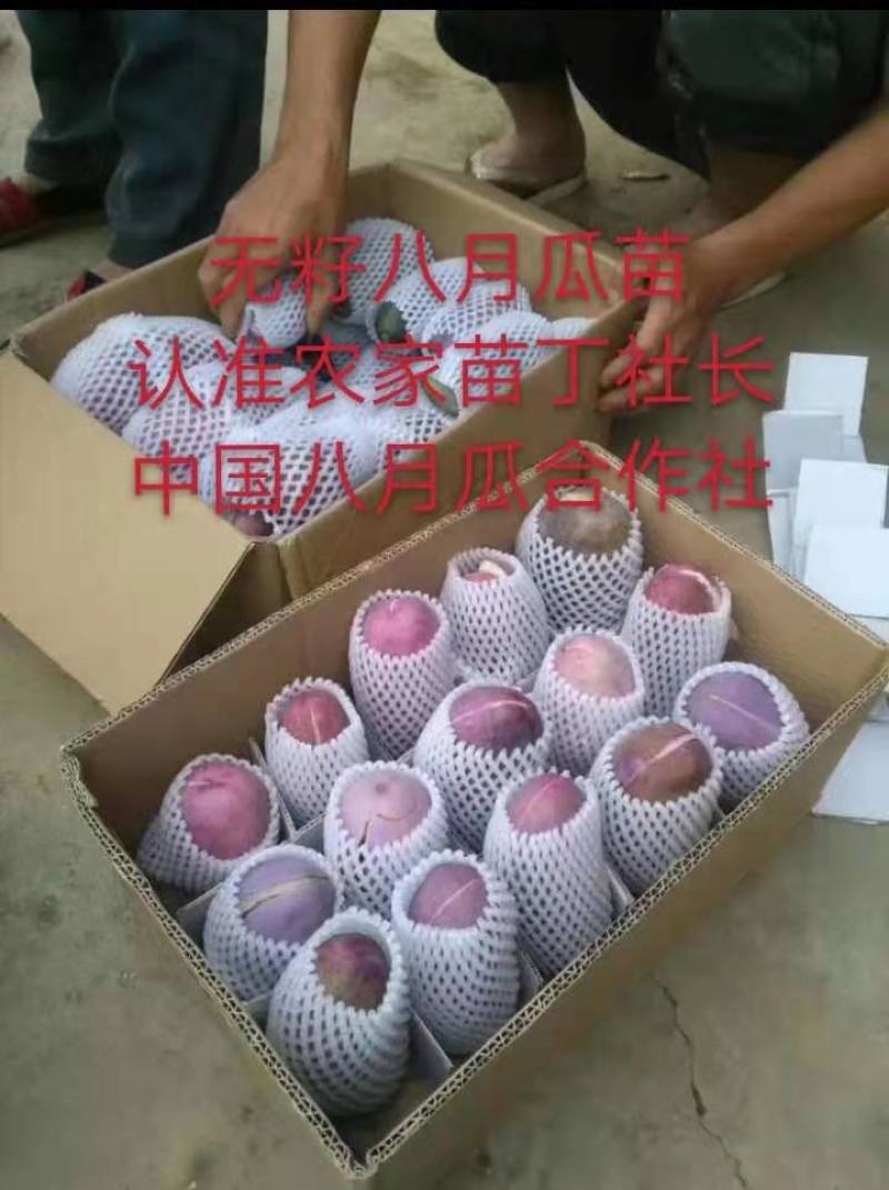 八月瓜苗合作社无籽八月瓜苗改良无籽苗