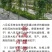 八月瓜苗合作社无籽八月瓜苗改良无籽苗
