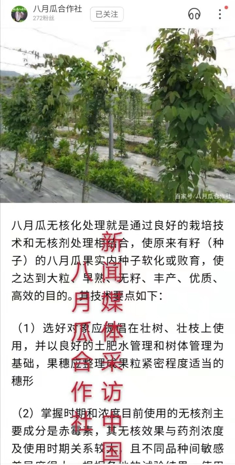 八月瓜苗合作社无籽八月瓜苗改良无籽苗