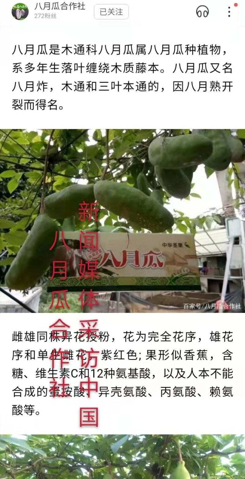 八月瓜苗合作社无籽八月瓜苗改良无籽苗