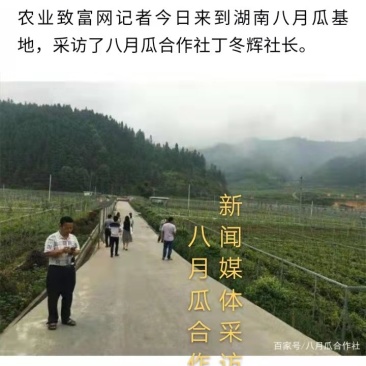 八月瓜苗合作社无籽八月瓜苗改良无籽苗