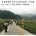 八月瓜苗合作社无籽八月瓜苗改良无籽苗