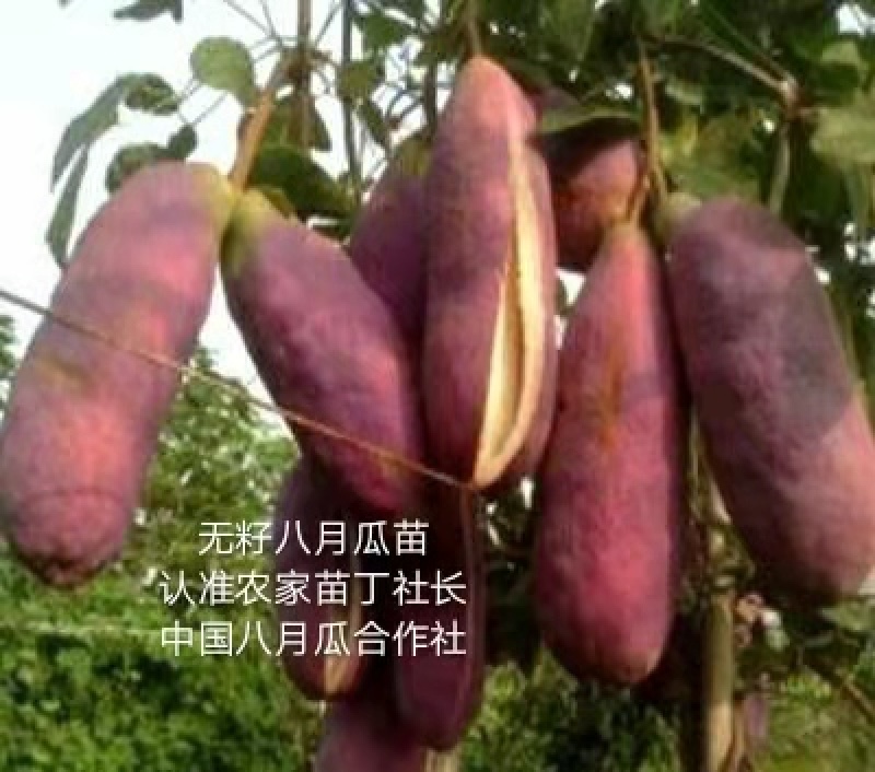 八月瓜苗合作社无籽八月瓜苗改良无籽苗