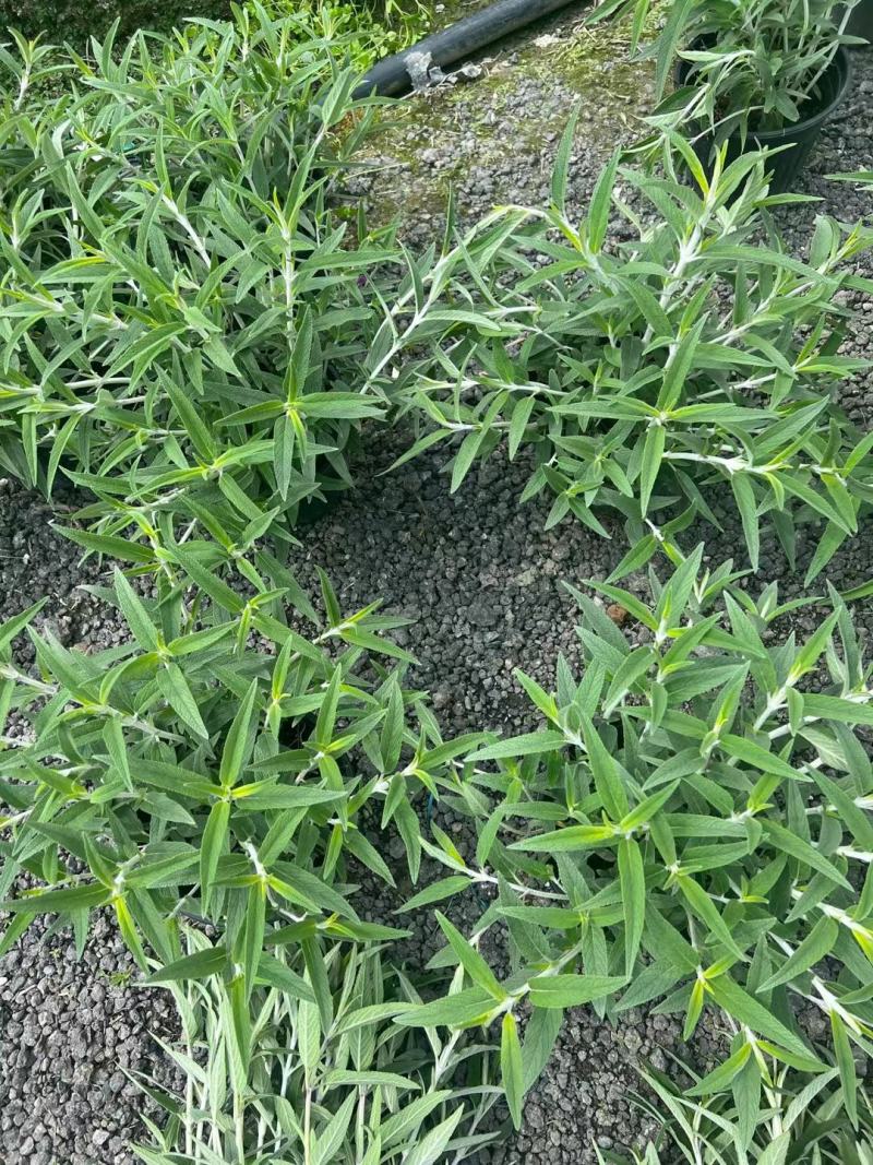 墨西哥鼠尾草双色杯12杯小杯两加仑成都基地直供