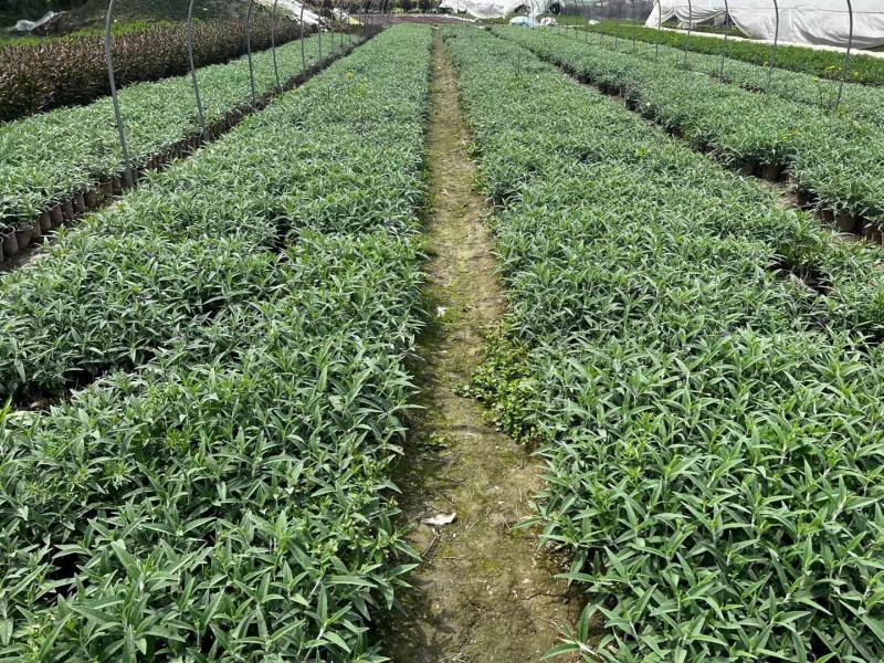 墨西哥鼠尾草双色杯12杯小杯两加仑成都基地直供