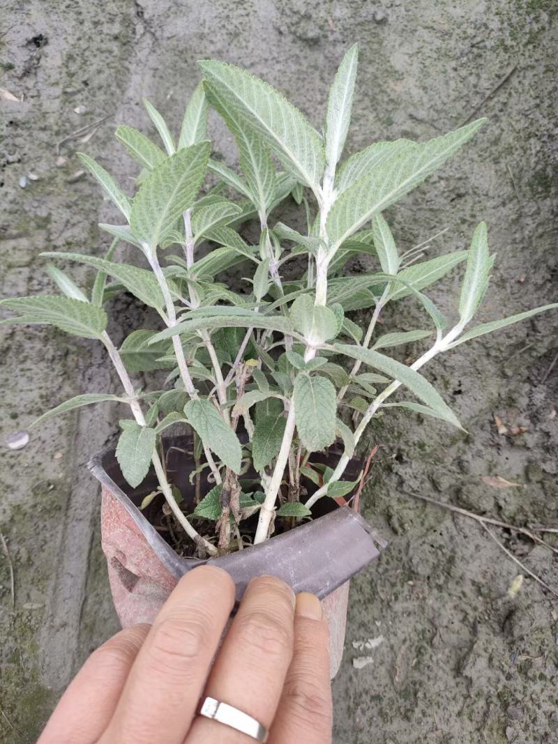 墨西哥鼠尾草双色杯12杯小杯两加仑成都基地直供