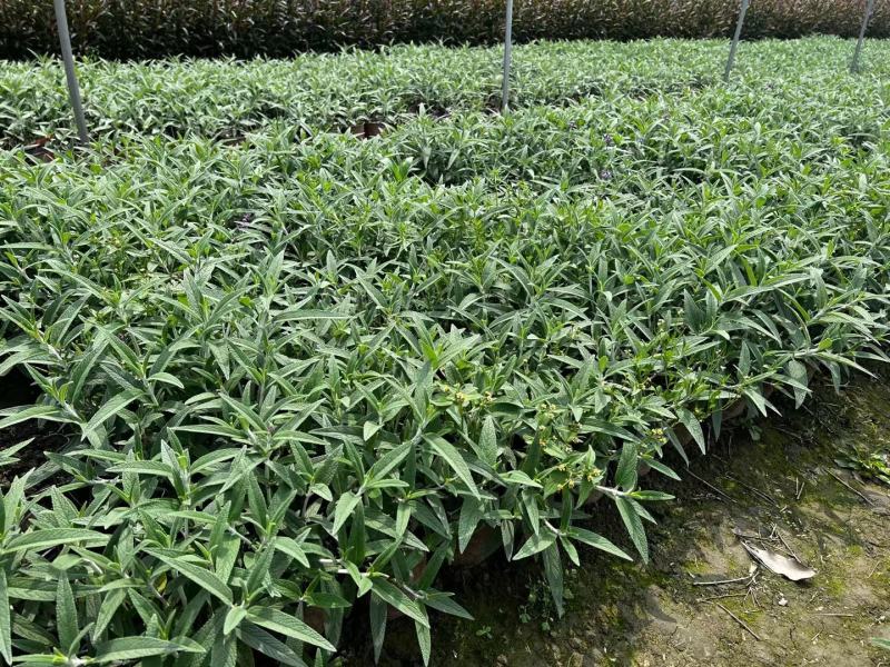 墨西哥鼠尾草双色杯12杯小杯两加仑成都基地直供