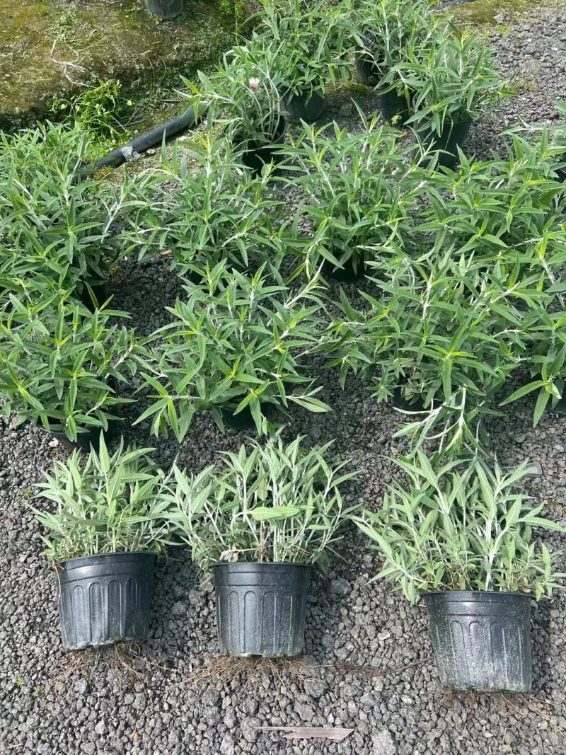 墨西哥鼠尾草双色杯12杯小杯两加仑成都基地直供