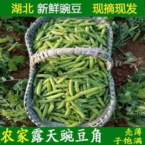 [新品上市]豌豆中豌6号大量上市万亩基地全国发货