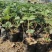 江苏草莓苗带营养杯开花苗基地直供欢迎咨询