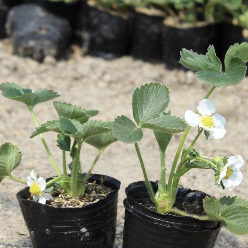 江苏草莓苗带营养杯开花苗基地直供欢迎咨询