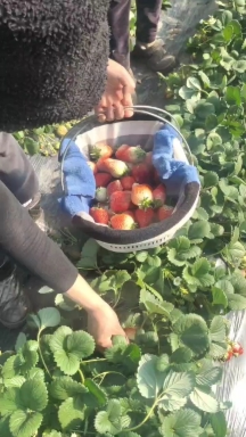 江苏草莓苗带营养杯开花苗基地直供欢迎咨询