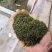 杜仲雄花