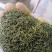 杜仲雄花