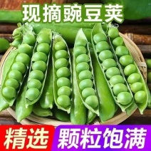 [新鲜]豌豆豌豆荚原产地发货质量好欢迎来电采购