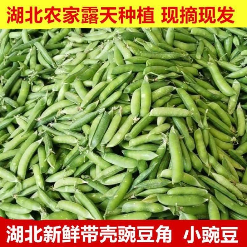 [荐]豌豆角湖北豌豆长寿仁豌豆万亩基地全国发货