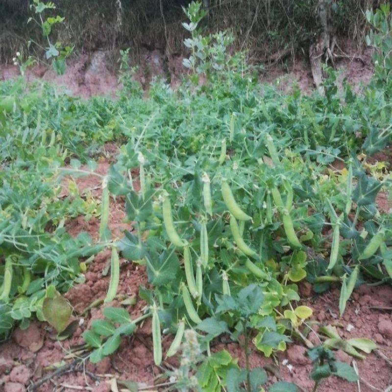 [荐]豌豆角湖北豌豆长寿仁豌豆万亩基地全国发货