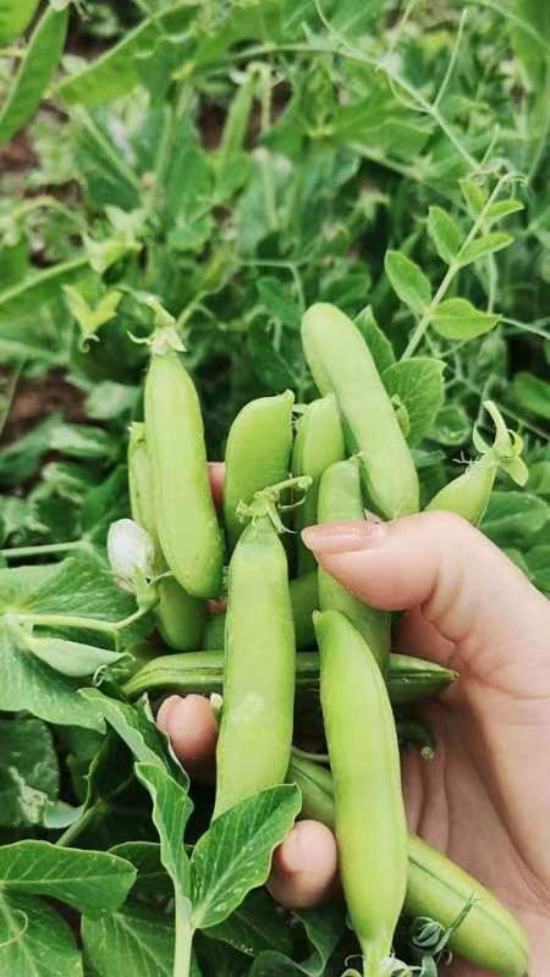 [新鲜豌豆]豌豆湖北产地直供各种规格品质保证欢迎来电