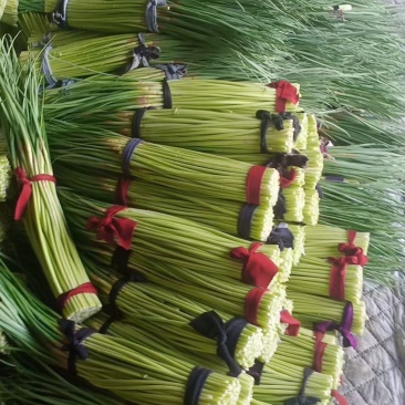 精品新鲜蒜苔产地直销，一手货源，代发全国