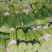 精品新鲜蒜苔产地直销，一手货源，代发全国