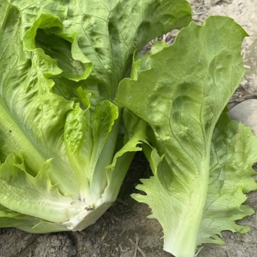 精品意大利生菜，基地直供