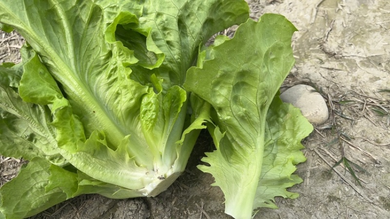 精品意大利生菜，基地直供