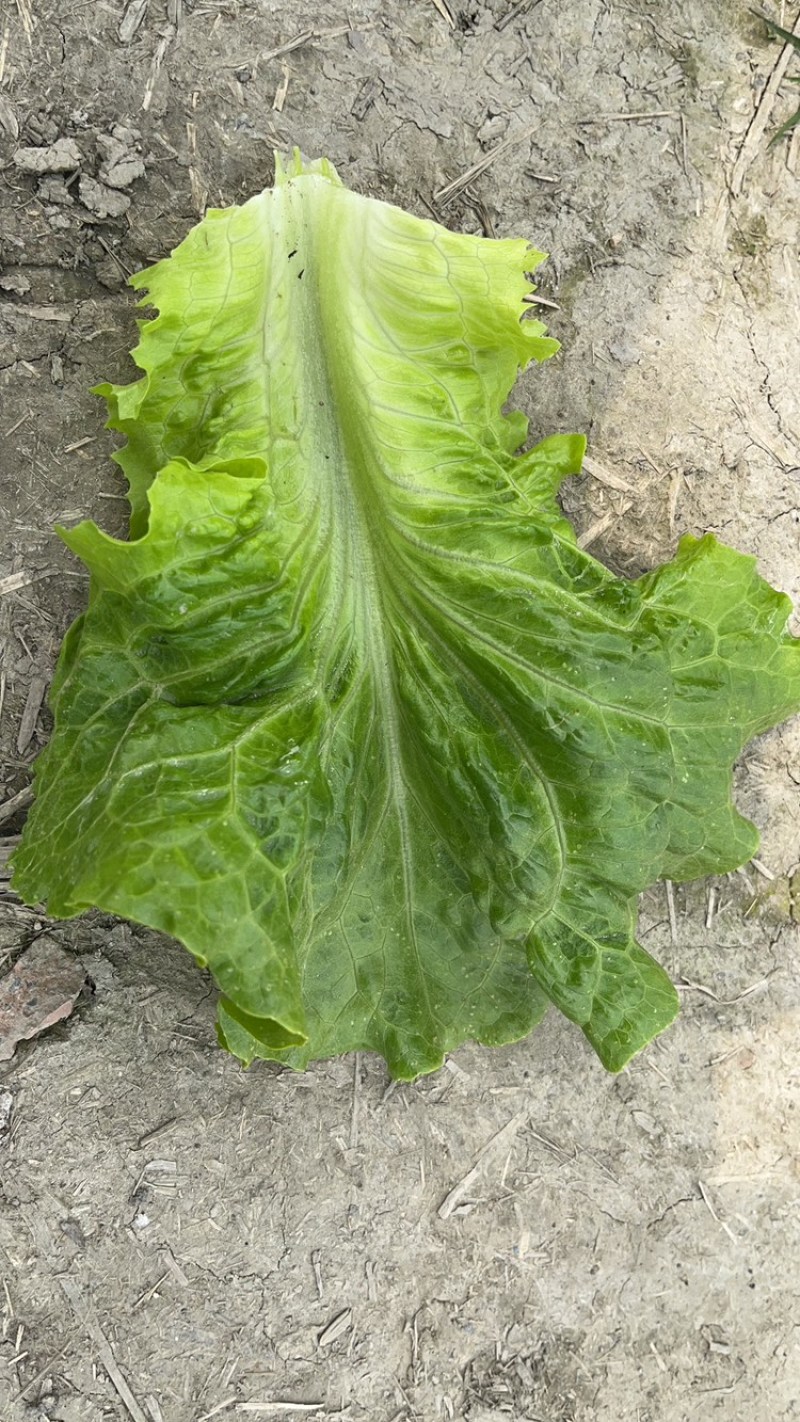 精品意大利生菜，基地直供