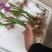 大宽叶纯紫花三叉白芨种苗量大从优一手货源质量保证