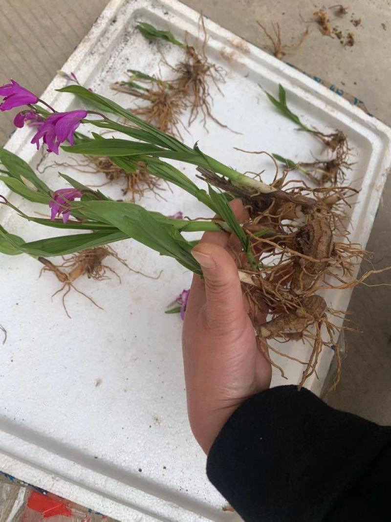 大宽叶纯紫花三叉白芨种苗量大从优一手货源质量保证