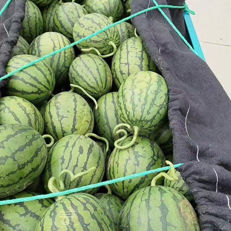 大棚2K小糖丸西瓜大量上市包熟包甜诚信代办一手货源