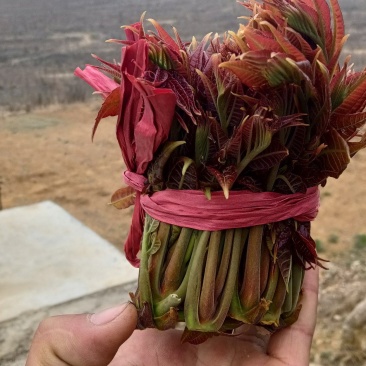 红香椿芽