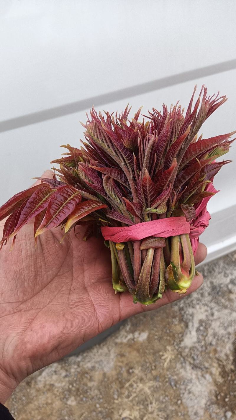 红香椿芽