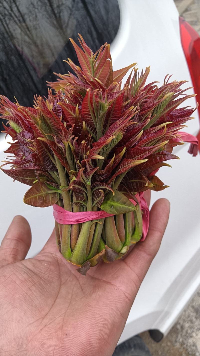红香椿芽