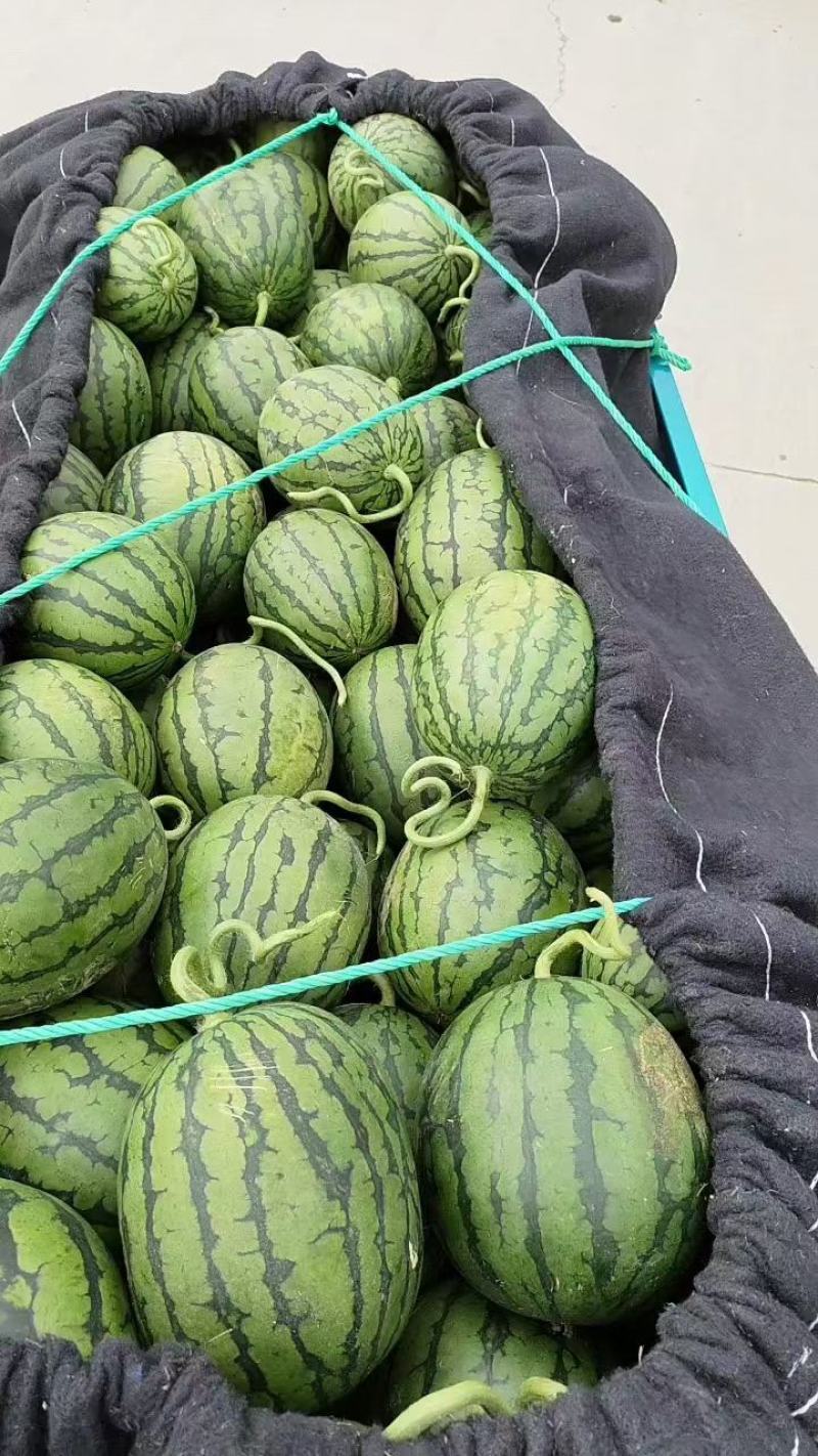 大棚2K小糖丸西瓜大量上市包熟包甜诚信代办一手货源