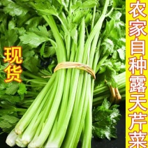 芹菜精品西芹西芹，河北西芹芹菜小芹菜欢迎来电采购