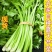 芹菜精品西芹西芹，河北西芹芹菜小芹菜欢迎来电采购