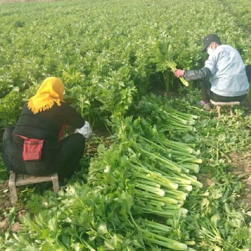 芹菜河北邯郸芹菜产地直发现割芹菜现发小芹菜长期供应