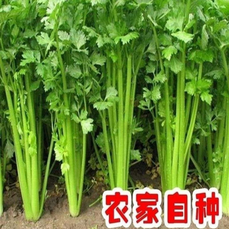 芹菜河北邯郸芹菜产地直发现割芹菜现发小芹菜长期供应