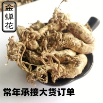 批发现货金蝉花野生精选新货大虫草中药材大全