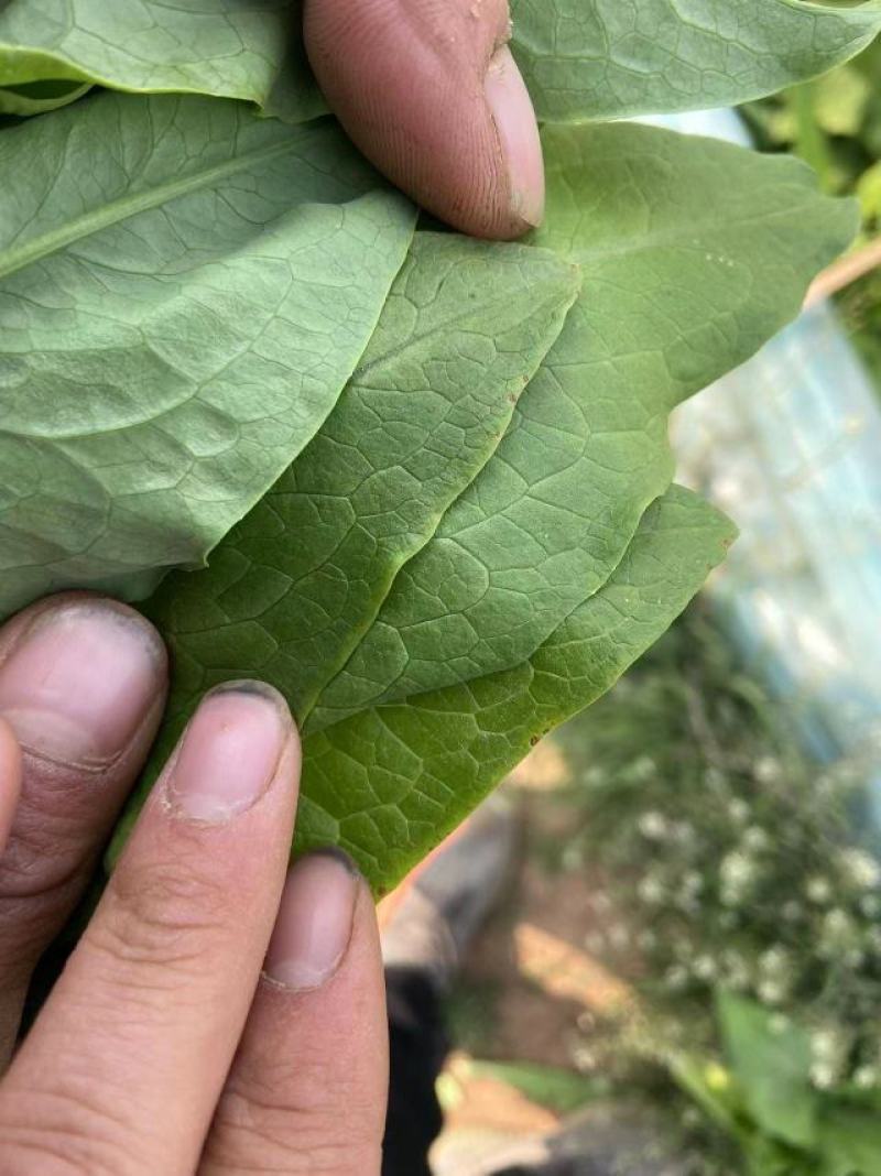 [实力商家]甘蓝圆包菜中甘原产地发货各种规格