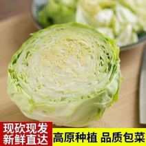 [包菜]甘蓝圆包菜对接各大市场商超电商欢迎来电采购