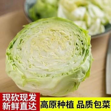 [包菜]甘蓝圆包菜对接各大市场商超电商欢迎来电采购