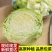 [包菜]甘蓝圆包菜对接各大市场商超电商欢迎来电采购